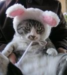 猫コスプレかわいい画像